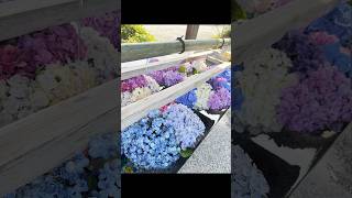 #Shrine #Tanabata #Wishes come true #shorts