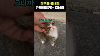 미모를 뽐내며 간택해달라고 하는 아기 길냥이