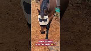 Cool Horse 😎😂   #short #shorts #shorts30 #short30 #short10 #short5