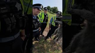 Police LOVE Raccoons!