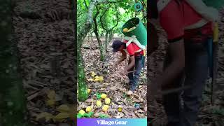 Cacao Pod Treasure Hunt! 😂 Finding Future Chocolate! #cacao #farming #satisfyingfinds
