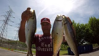 Fishing For Skipjack Herring
