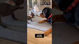"How This Puppy Melted the Older Dog’s Heart 🐶"😍 #viralshorts #pets