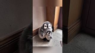 It's cold outside, please come inside the house #cute #adorable #penguin #babyanimals #cuteanimal