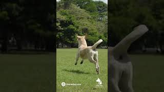 El cobro: un instinto que fortalece el vínculo | Colaboración con Hotel Roof #perros