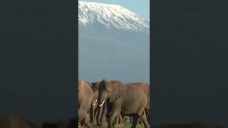 In the shadow of Kilimanjaro #amazingwildlife #africansafari #subscribetomychannel