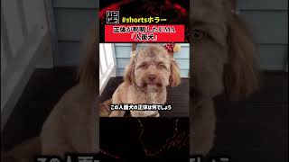 正体が判明したUMA「人面犬」　#shortsホラー #都市伝説   #shorts