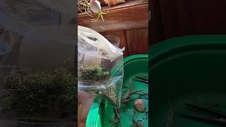 Diy - Hanging Air Plant #airplants #diy #awesome #airpurifier #easyplants