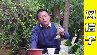The hydroponic hyacinth failed, how do you deal with it