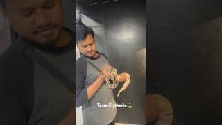 Always wanted a pet snake #indianrockpython #pettingzoo
