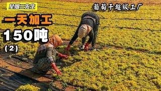 探访葡萄干超级工厂，拥有70年历史的工厂，每天加工150吨葡萄