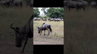 #Wildebeest 😭😭