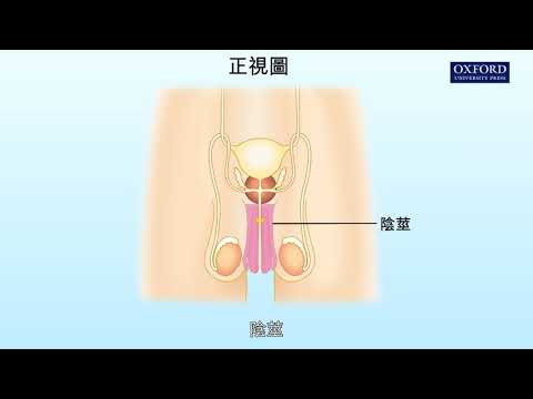 動畫13.1 男性生殖系統