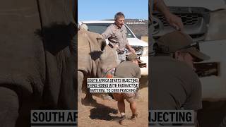 South Africa starts injecting rhino horns with radioactive material to curb poaching
