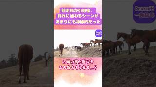 【感動】引退後の競走馬が放牧馬の群れに加わるシーンがなんとも神秘的だった競走馬を引退した馬たち...広い牧場で放牧馬としてのびのびと生活する。その放牧馬への仲間入りの儀式が、なんとも神秘的なものだった