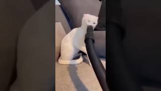 Funny cat fails part2 #cat #catfails #funnyfails