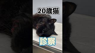 A 20-year-old cat found drowning in a river comes to the veterinary clinic!