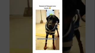 dogs being idiots part 200 #cutegolden #funny #funnypets #pets #petvideos #funnyanimals #funnydogs