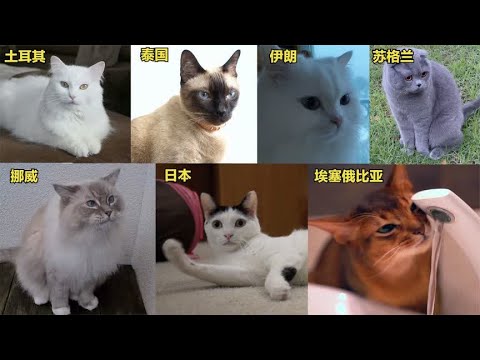 不同国家地区可爱猫咪，日本的像招财猫，中国的很多人养过！