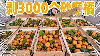 挑战！用3000个砂糖桔做一桌年夜饭？！|  Sugar Oranges