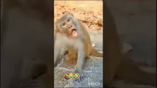 cute maxico pulsh dancing cactus electric pulsh boy🥰😎 #cute baby #