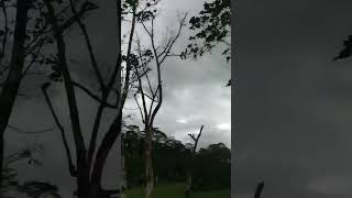 nature 🌴🌴 #srilanka #downsouth #nature #trendingshorts