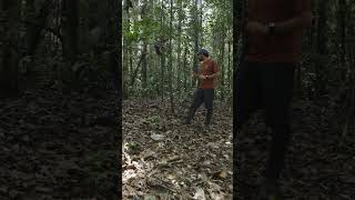 This is the Devil’s Garden of the Amazon Rainforest