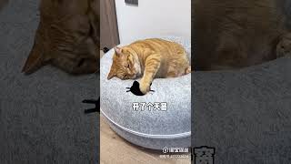 貓咪愛鑽洞，於是買了輪胎給它