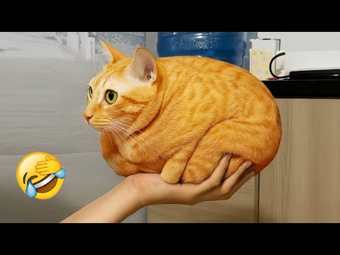 You Laugh, You Lose 😂🐾 Funniest Cats And Dogs 2025 🐕🐱