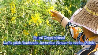 Rural Vegetables!... Let's pick Sesbania Javanica flower to make Onlak