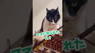 【ママに怒られた💧】#猫 #猫のいる暮らし #猫動画