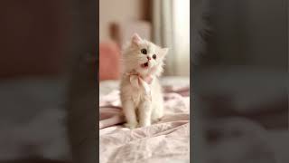 Today‘s gift for you #cat #cute #lipsync #catlover #kitten