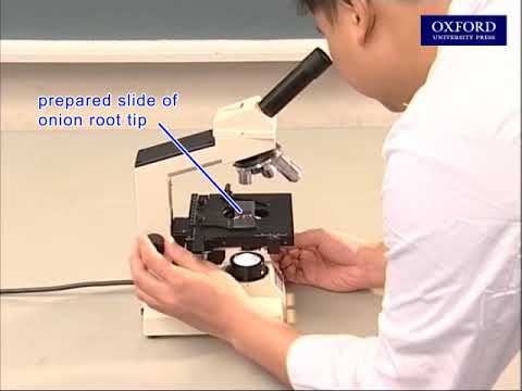 Practical 11.2 Investigation of the relative time spent in each stage of the cell cycle