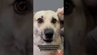 Decoding Pet Body Language #DogShorts #DogsofYouTube #DogLovers #DogAntics #petshorts #petlove