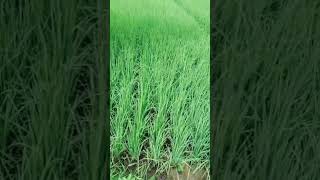 Greenery#naturemood #nature #ytshorts #mood