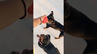 #mydog🐕 #enjoytime #viralvideo #rottweiler dog🐶 #shortvideo #ytshorts #likeandsubscribe 💫❣️