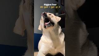 koi tujhko naa mujhse chura le||labrador dog||#dog#shorts#viral#trending#funny