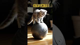 😻我是平衡王 #Shorts #Cat #小貓