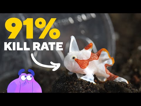 This Cute Fish Can KILL YOU in 7 Milliseconds