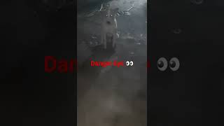 DangerEye 👀 09 #Shorts #dog 🐕‍🦺