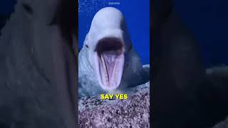 Cute Beluga Whale Got Angry #animals #opcean
