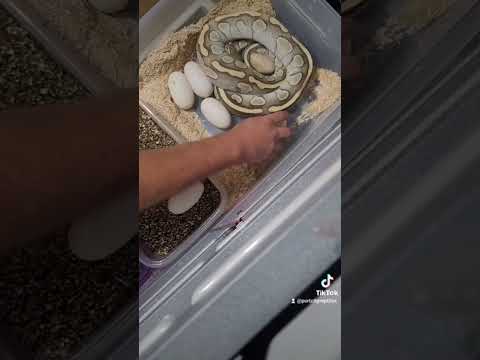 Pulling Ball Python Eggs for Incubation #ballpython #ballpythoneggs #animals #eggs #pets #breeder