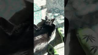 My boy #blackcat #brocat #kitten