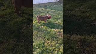 Happy micro bully #bullybreed #dogs #microbully #exoticbullies