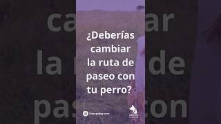 ¿Debo cambiar de ruta en los paseos con mi perro? 🐾🌍 #Perros