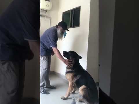 Dogs / They’re loving, love them back / Pet love / German shepherd / Max / Lahore / Pakistan