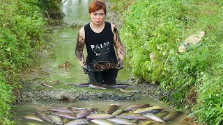 Lica Daily Life: Catching Tons of Fish and Selling at the Market – Shocking Discovery!