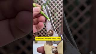 Sharing rose cutting and rooting techniques #gardentips #gardencare #planttips #plantcare #growplant