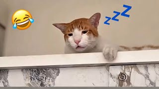 Cute and Funny Pets That Broke the Internet | Funniest Cats and Dogs Videos 2025