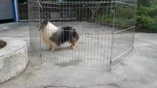 大理石色喜樂蒂牧羊犬